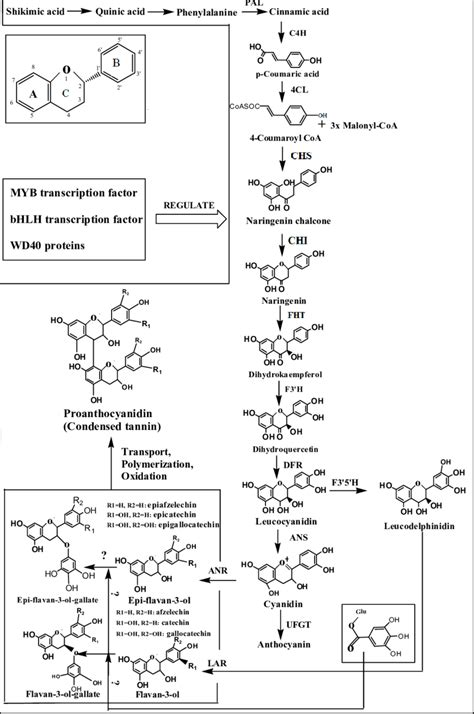 Tannin Biosynthesis Pathway Pal Phenylalanine Ammonia Lyase C H