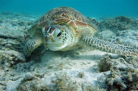 Opera santuario de tortuga Xcacel Xcacelito como área protegida modelo