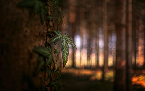 Wallpaper Sunlight Trees Forest Nature Plants Macro Branch