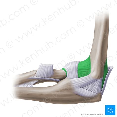 Detail Anatomie Ellenbogengelenk Koleksi Nomer 3
