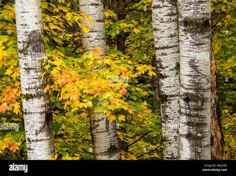 USA, Michigan, Upper Peninsula. Fall colors Stock Photo - Alamy