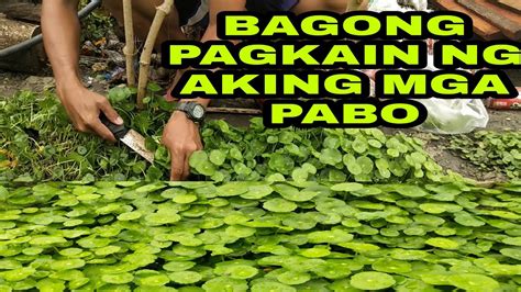 Maaari Bang Ipakain Sa Pabo Ang Gotocola Panibagong Pagkain Ng