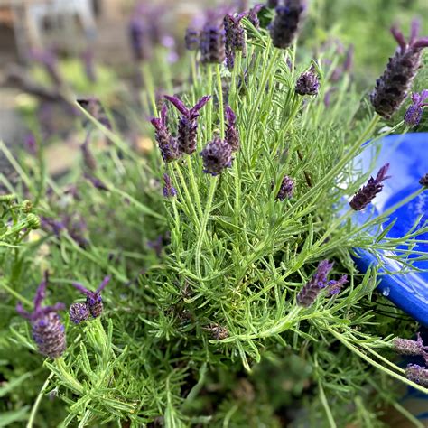 Home Gardener's Newsletter: feed your body & the planet