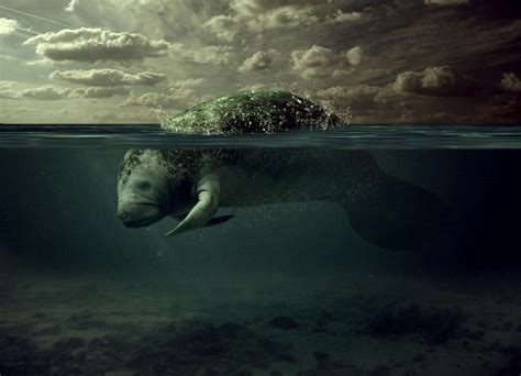 Manatee Underwater by abvott on DeviantArt