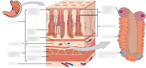 Aandp Lab 62 Rugae And Gastric Pits In Stomach Diagram Quizlet