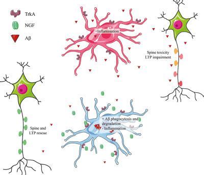 NGF引导小胶质细胞趋向于神经保护表型 Glia X MOL