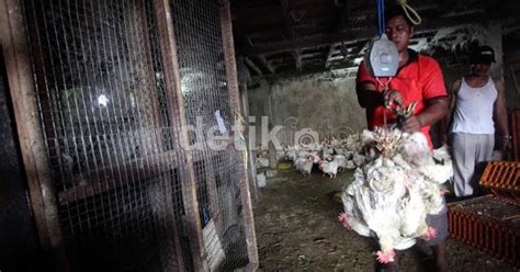 Cara Menghitung Berat Rata Rata Badan Ayam Tips Cara Memelihara Ayam