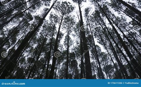 A Grove Of Pine Trees Planted Stock Photo Image Of Pattern