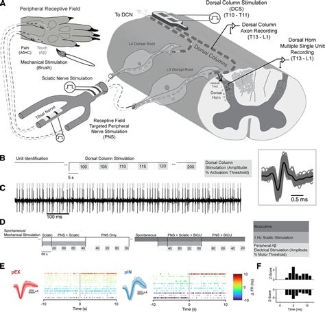 Surround Inhibition Mediates Pain Relief By Low Amplitude Spinal Cord