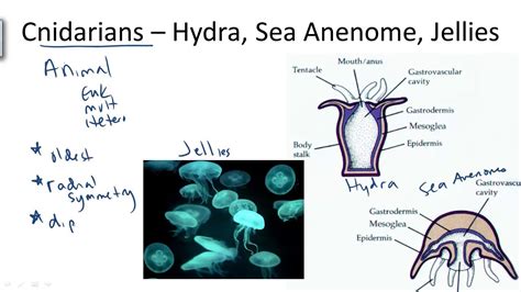 Cnidarians Hydra And Jellyfish Youtube