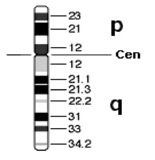 Genetics Unit 2 Chromosomal Abnormalities Mendelian Genetics