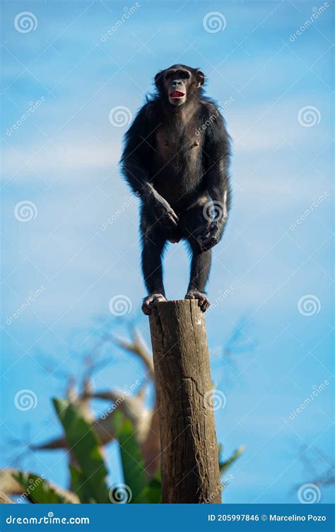 Adult Chimpanzee Standing On A Log Stock Photo Image Of Cutout