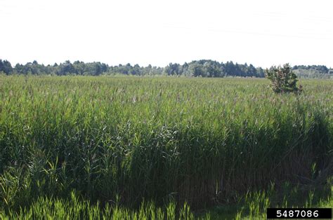 Common Reed Phragmites Australis