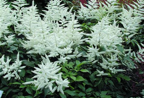 Астильба японская Вашингтон (Astilbe japonica Washington)