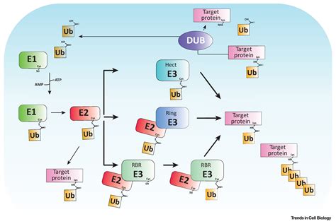 No Parkin Zone Mitophagy Without Parkin Trends In Cell Biology