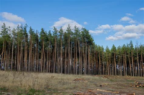 Abholzung Von Kiefern Im Wald Zerst Rung Des Waldes Stockfoto Bild