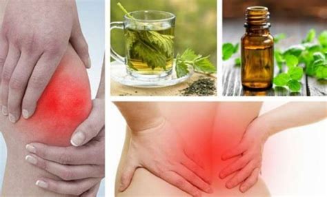 Plantas Medicinales Para El Dolor De Cabeza Fuerte Plantă Blog