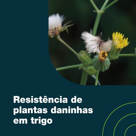 Resist Ncia De Plantas Daninhas Em Trigo Elevagro Hotmart