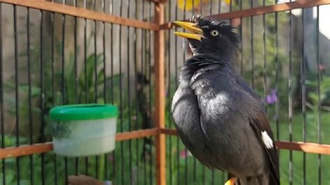 Masteran Jalak Kebo Muda Sore Hari Bikin Cepat Gacor Manggut