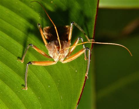 Black Spotted Orange Assassin Bug Gminatus Sp Reduviidae A Flickr