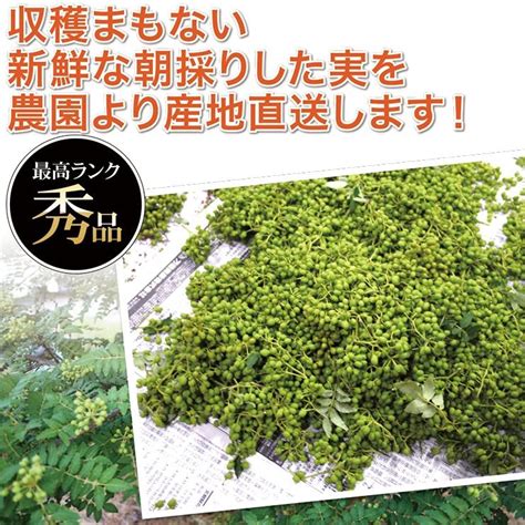 産地直送 冷凍 山椒 山椒の実 500g 紀州和歌山特産 山の宝石 国産 ぶどう山椒 500g 実山椒 産地直送 さんしょう クール便配送