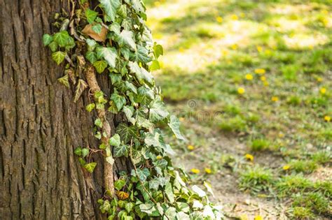 Planta De Hojas Verdes Que Crece En El Tronco De Un Rbol Imagen De