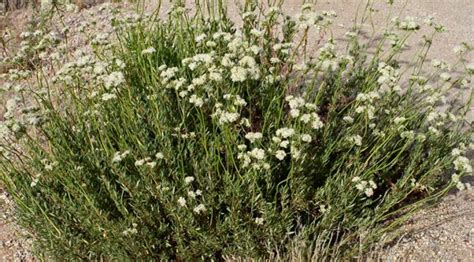 Eriogonum fasciculatum | California buckwheat | Medicinal Uses ...