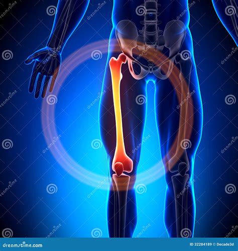 Femur Neck Anatomy