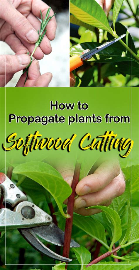 How To Propagate Plants Softwood Cutting Plant Propagation