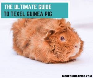 The Ultimate Guide To Texel Guinea Pig More Guinea Pigs