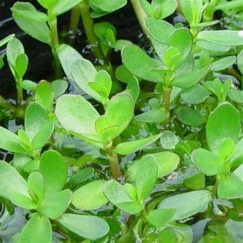 Brahmi Plant at ₹ 5/piece | Outdoor Plants in Lucknow | ID: 20178103391