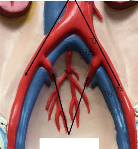 Iliac Arteries Diagram Quizlet