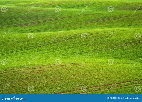 Spring Rolling Green Hills With Fields Of Wheat Stock Photo Image Of