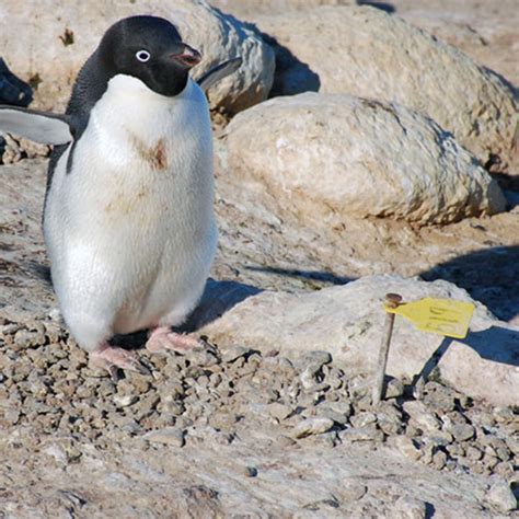 Nest Check | Penguin Science