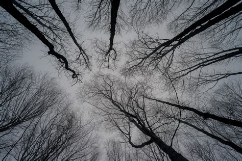 Free Images Tree Nature Branch Snow Winter Black And White Fog