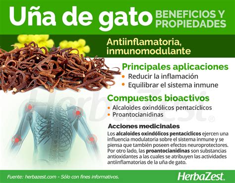 Uso Medicinal De La Planta U A De Gato Plant Blog