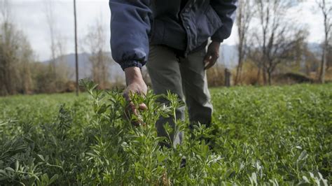 Alfalfa Secretos Para Un Forraje De Calidad