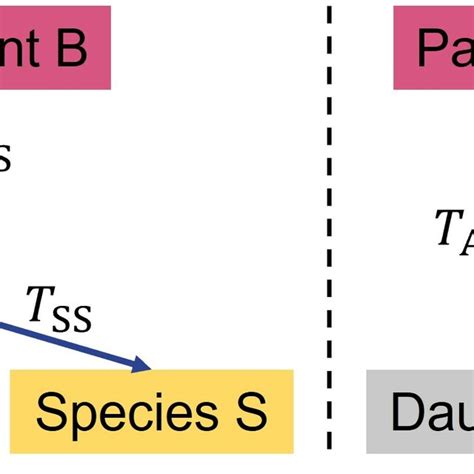 left part shows  transition scheme  species    produced