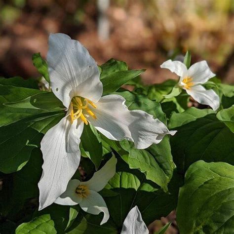 Five Pacific Northwest Native Shrubs to Plant in Your Garden — The ...