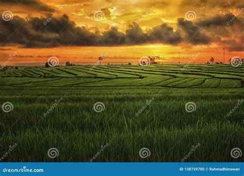 Rice Fields North Bengkulu Regency, Amazing Nature Color and Sky, Beautyful Morning Sunrise and ...