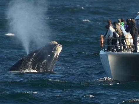 Tour Para Observa O De Baleias A Partir De Hermanus Frica Do Sul