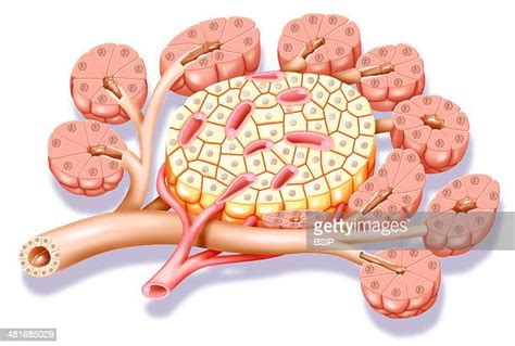 45 Excretory Duct Stock Photos High Res Pictures And Images Getty