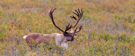 Caribou | Denali Education Center