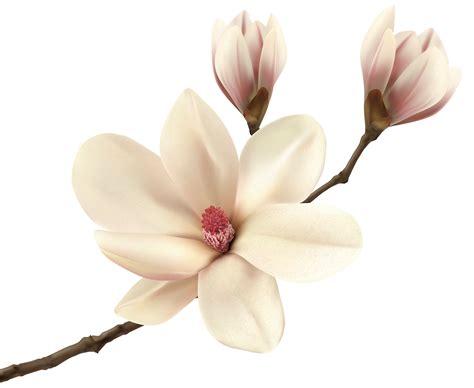 9 magnolias transparent clipart 10 free Cliparts | Download images on ...