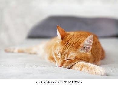 Ginger Cat Lying On Bed Sleep Stock Photo Shutterstock