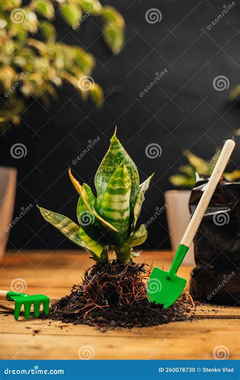 Plantas De Cuidado De Plantas De Hogar De Primavera Despertar Plantas