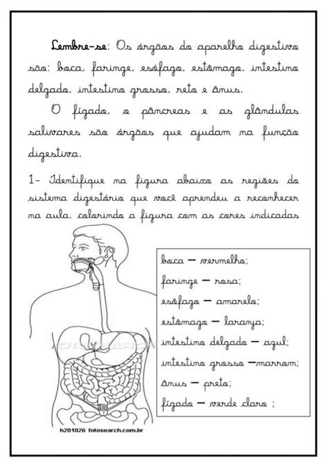 Atividade Sistema Digestivo Ano Image To U