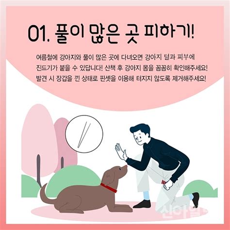 카드뉴스 여름철 강아지 산책 시 주의 사항은 신아일보