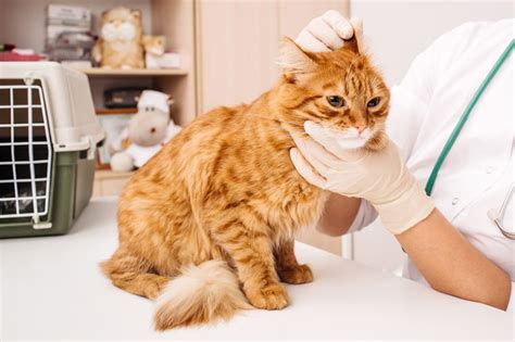 Аллергия у кошек симптомы и лечение