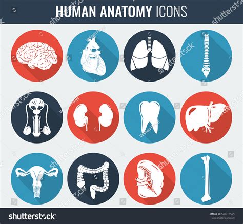 Vektor Stok Human Internal Organs Anatomy Set Vector Tanpa Royalti